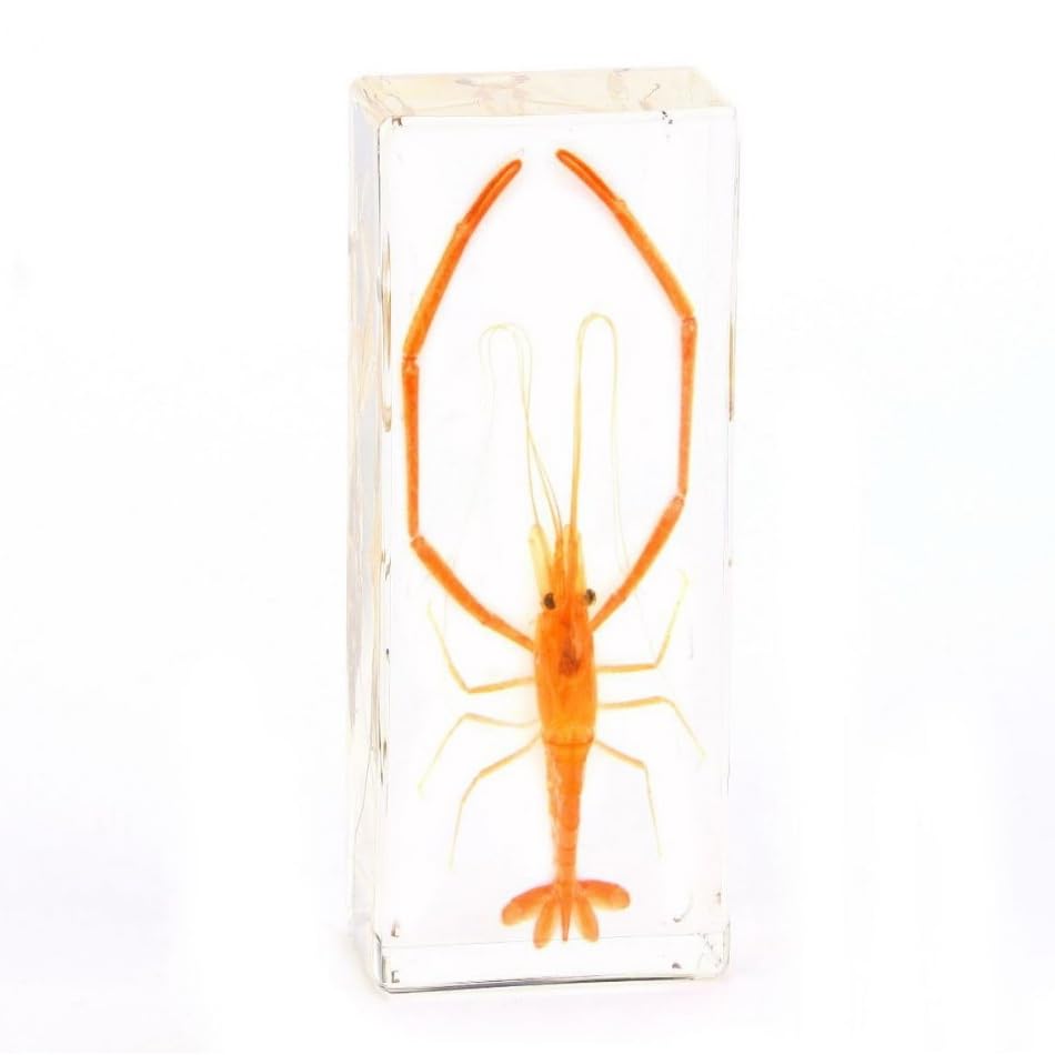 LinkMejor Extra Large 4-Pack Specimen Insecte în Crystals de Resină Presate