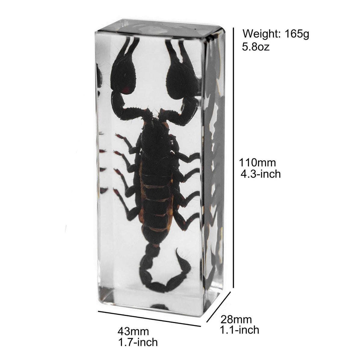 LinkMejor Extra Large 4-Pack Specimen Insecte în Crystals de Resină Presate
