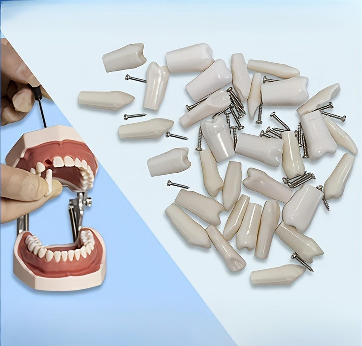 Dentes Removíveis para Modelo de Dente de Typodont, Prática Odontológica e Ensino, Modelo Desmontável (28 Dentes)