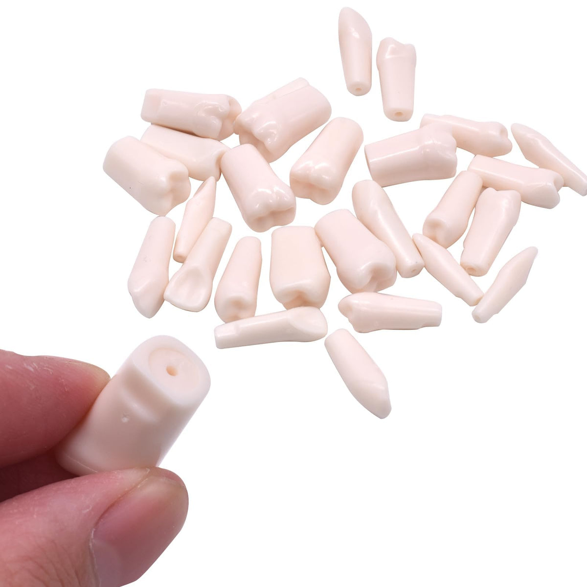 Dentes Removíveis para Modelo de Dente de Typodont, Prática Odontológica e Ensino, Modelo Desmontável (28 Dentes)