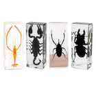 LinkMejor Extra Large 4-Pack Specimen Insecte în Crystals de Resină Presate