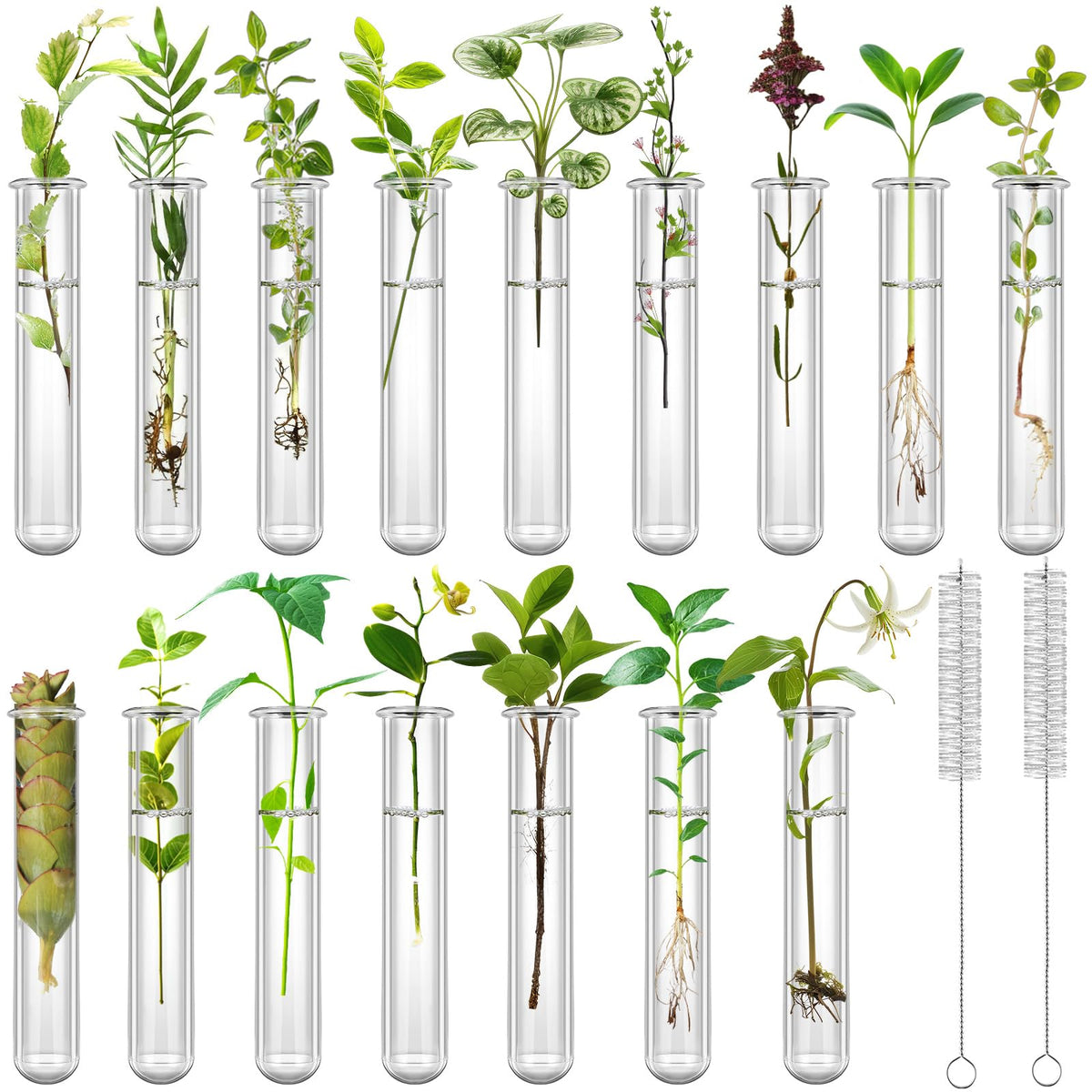 16 Pcs Transparante Plant Propagatietubes 20ml Plastic Test tubes